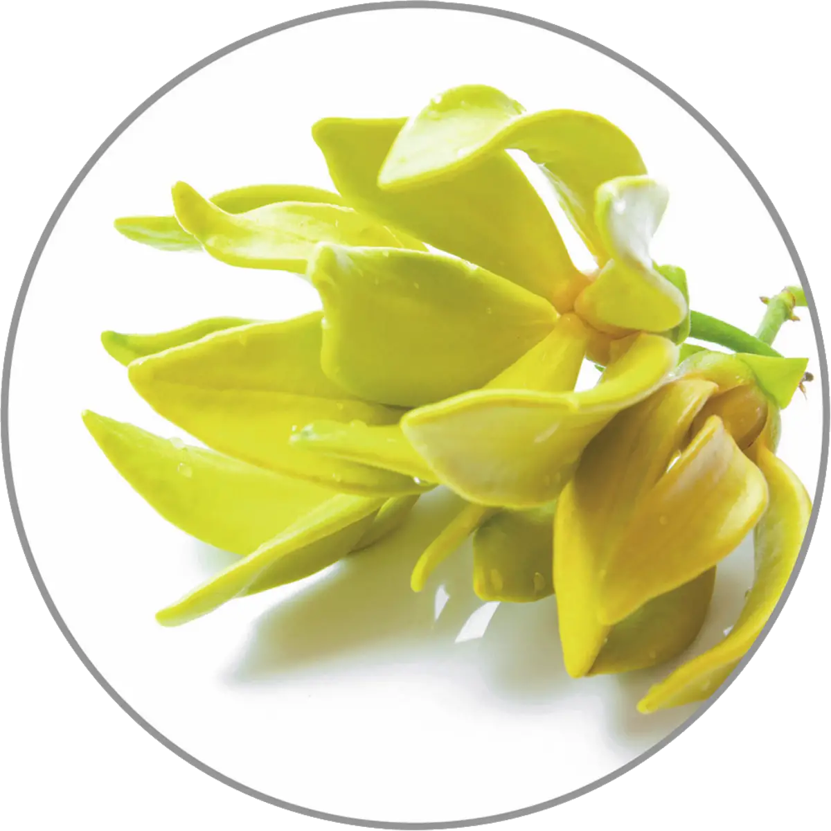 Aroma Ylang-Ylang 10ml