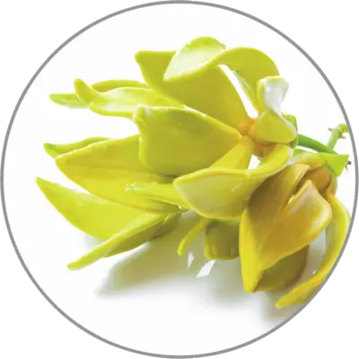 Medisana Aroma Ylang-Ylang 10ml